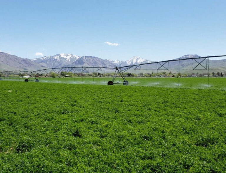 Alfalfa Hay 1st Crop Harward Farms