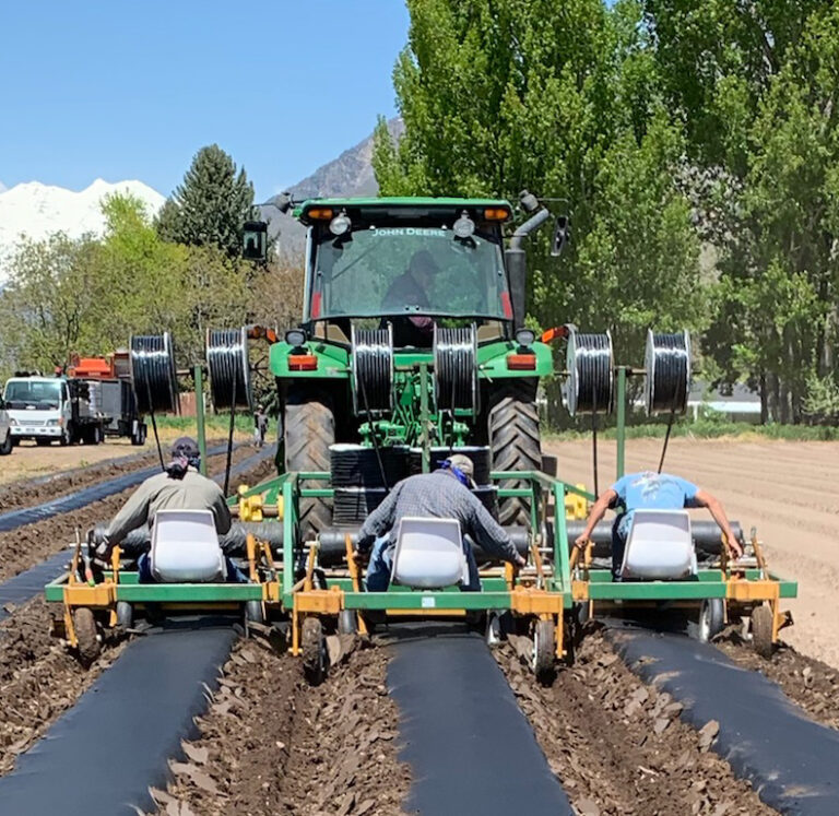 Mulch is Good for Our Veggies Harward Farms