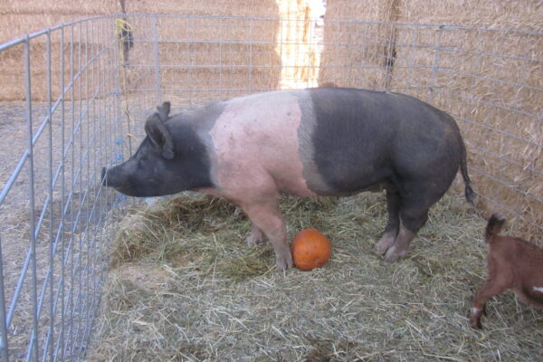 Pig at petting zoo.